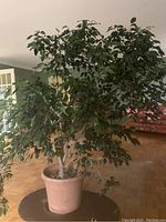 Full view of the 6-foot tall Ficus Benjamina indoor potted plant showing overall foliage and pot.