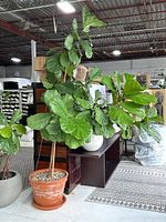 Frontal view of full fiddle leaf fig plant and terracotta pot in warehouse environment