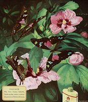 Close-up of the colorful butterfly and hibiscus flower illustration from the vintage ad.