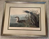 Framed print showing two Great Northern Divers or Loons with one in water and one calling by grass.