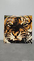 Survivor Eye of the Tiger album cover showing close-up of tiger face