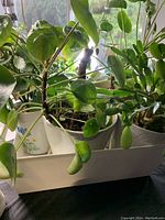 Live potted plants on a tray next to window, showing various green leafy plants including money plants and others.