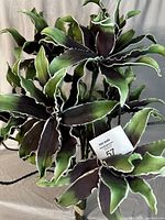 Artificial plant with green and purple variegated leaves, white wavy edges, long stems against a neutral fabric background