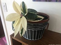 Front view of variegated Hoya plant with cream and green leaves in a decorative tin basket on a wooden shelf.