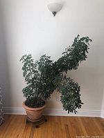 Photo of one of three large potted indoor plants with green foliage in terracotta pot on wheeled dolly
