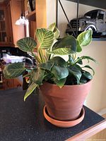 Photo shows a terra cotta pot with a healthy green-leaved indoor plant, placed indoors on a black surface with shelves and decorative items in the background.