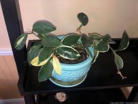 Indoor Hoya plant with variegated leaves in blue ceramic pot placed on black shelf, showing trailing stems and detailed leaf colors and pattern.
