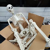 Two white plastic skeleton models inside a cardboard box, showing articulating joints at arms, legs, and head.
