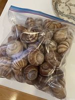 Plastic zip bag containing approximately 30-40 natural brown and beige spiral shells on a white surface.