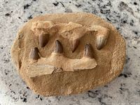 Photo of Mosasaurus fossil teeth embedded in sandstone matrix showing 5 pointed teeth and rough matrix surface