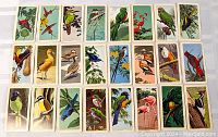 Top view showing all 24 vintage Brooke Bond tea cards laid out in four rows of six, featuring various tropical bird illustrations with vibrant colors.