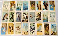 Top-down view of all 24 vintage Brooke Bond cards arranged in four rows showcasing various illustrated North American birds with detailed backgrounds.
