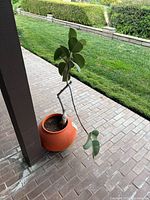 View of the potted plant with a thick stem and green leaves, in an orange ceramic pot placed on outdoor tile flooring near a wooden post.