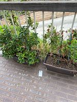 Two plants in rectangular pots outdoors with visible soil and foliage.