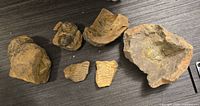 Photo showing six assorted fossils of various sizes, with largest about 5 inches, embedded in rock matrix with brownish and beige color tones.