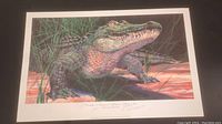 Full view of the lithograph showing the American Alligator in its natural habitat with grass and water details, including signature and numbering.