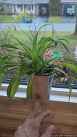 Spider plants in single beige plastic pot on a window sill with outdoor background visible. Plants are green with long leaves.