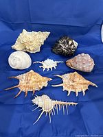 Eight natural conch shells arranged on blue background showing size and variety