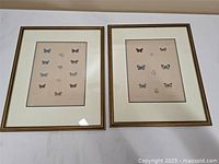 Two framed butterfly prints shown side by side on a white surface. Both have gold-tone frames and white matting. Prints contain multiple butterflies with scientific names.