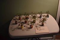 Overview of twelve miniature trees arranged on table