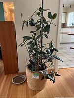 Real rubber tree plant with support stake in woven basket pot taken in dining room with kitchen visible in background.