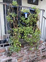 Front view of nine black cascading hanging planters with trailing succulent vines outdoors on a metal frame.