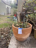 Citrus tree in large terra cotta pot with smaller plants growing around base in outdoor setting