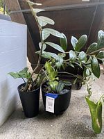 Two green leafy houseplants in black plastic planters placed on concrete floor beside a wall and wooden door.