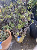 Front view of the jade tree succulent with multiple woody stems and green leaves in a yellow ceramic pot outdoors.