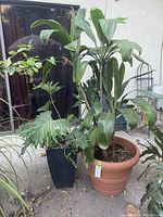 Two plants side by side outside near a window: on the right, a palm tree with long fronds in a faux terra cotta pot and on the left, a Selloum philodendron with deeply lobed leaves in a black square planter.