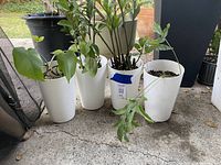 Four assorted plants in tall white plastic self-watering pots on concrete surface outdoors