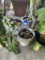 Photo showing three white pots containing the houseplants placed outside on concrete. Plants show dried and wilting leaves.