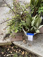 Photo of three potted succulent plants showing trailing green-leaved succulent, pale thick-leaved succulent, and woody branched succulent on outdoor concrete step.