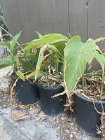 Three canna plants in black plastic pots with some dry and brown leaves, placed outdoors near a fence.