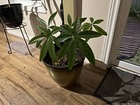 Green money tree plant with multiple elongated shiny leaves, braided trunk, in a large beige ceramic pot placed on a wood floor near a glass door.