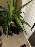 Photo of a tropical plant with elongated green leaves and a black square planter holder placed near a window with white blinds.