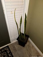 Snake plant with variegated green and yellow leaves standing in a black square plant holder placed on floor near a white window blind.
