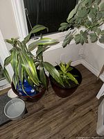 Two tropical potted plants placed on a wooden floor near a window with a small white container beside them.