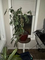 Indoor tropical plant with drooping green leaves in a red pot on a small black table near a window with white blinds.