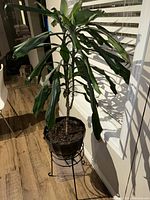 Photo showing a potted tropical plant with broad green leaves placed on a metal stand in front of window blinds.