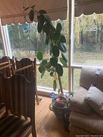 Full view of the large tall leafy plant next to window and furniture showing its height and pot.