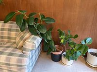 Wide view of both rubber plants showing the taller one leaning on a couch and the smaller one on the floor beside it.