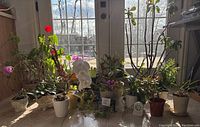 Wide view of various plants in different ceramic pots by a window with natural light, showing range of plants and pot sizes.