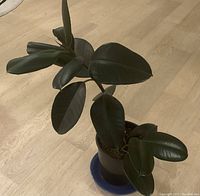 Top view of the Rubber Tree Plant showing thick, glossy dark green leaves and the black plastic pot with blue saucer on a light wooden floor.