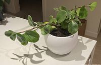 Front side view of Peperomia obtusifolia plant with rounded green leaves in white ceramic pot on a white table.