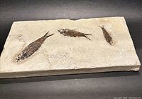 Overall view of rectangular slab with three fossilized fish imprints on stone surface