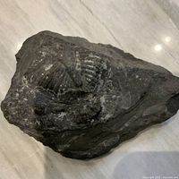 Photo showing one side of the dark fossil rock with prominent shell and rib fossils.