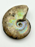 Close-up of the front side of the ammonite fossil showing its iridescent colors and spiral form.
