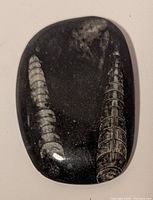 Polished black stone side showing two detailed orthoceras fossils in white.
