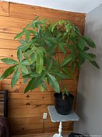 Front view of the large money tree plant showing full foliage and braided trunk in black pot on a small table.